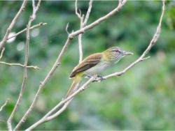 Bright-rumped Attila